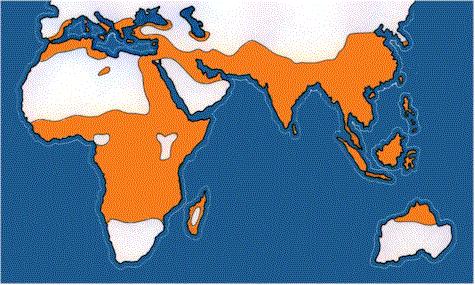 Allegato : Ripartizione geografica del paludismo nel passato ed ipotesi sul origine delle talassemie Inizialmente descritte nelle popolazione del bacino mediterraneo, sappiamo anche che le talassemie