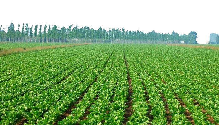 Impoverimento del suolo l agricoltura intensiva (coltivazione di piante