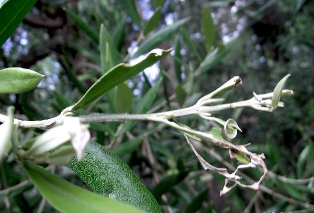 MARGARONIA In alcuni oliveti della Lombardia è stata riscontrata la presenza di infestazione di Margaronia dell olivo (Palpita Unionalis).