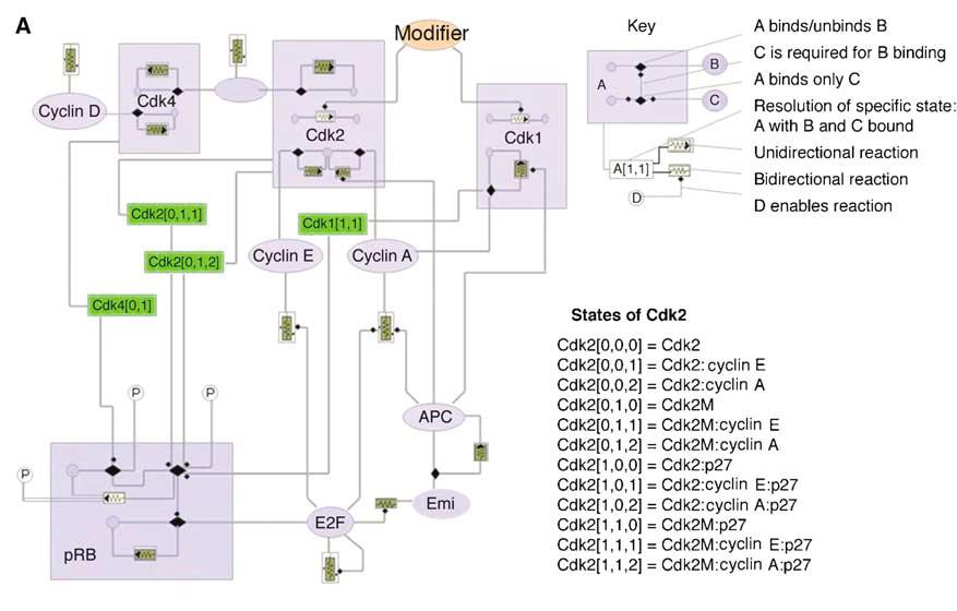 Descrizione del modello in DCL Il modello incorpora un meccanismo per spiegare le delezioni di cyclin