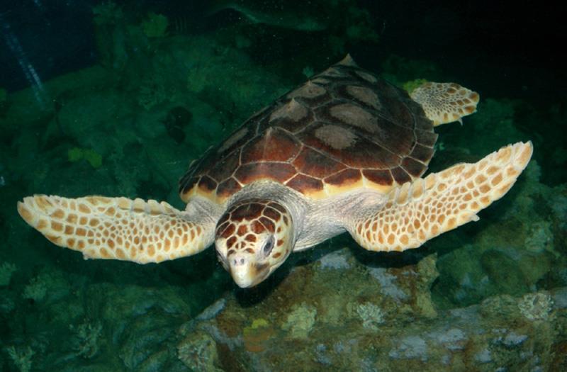 Caretta caretta Dimensioni: alla nascita è lunga circa 5 cm.