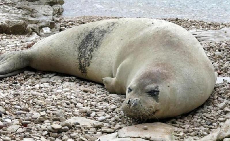 Foca monaca Ha una lunghezza da 80 a 240 cm e può raggiungere i 320 kg di