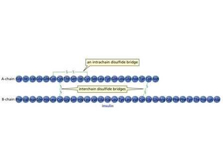 a peptide or protein Three factors determine the