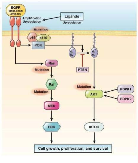 Mutazioni Mutazioni del del gene gene BRAF RAS Il Il Attualmente gene BRAF RAScodifica sono per per una una famiglia disponibili proteine anticorpi attivate a dal monoclonali valle recettore della