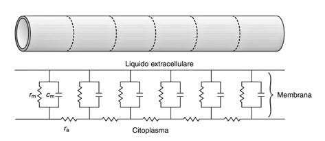 Il tempo necessario perché la depolarizzazione si propaghi lungo l assone l è funzione di r a e di C m v ~ 1/r a C m Per aumentare la velocità di propagazione si può o aumentare il diametro assiale