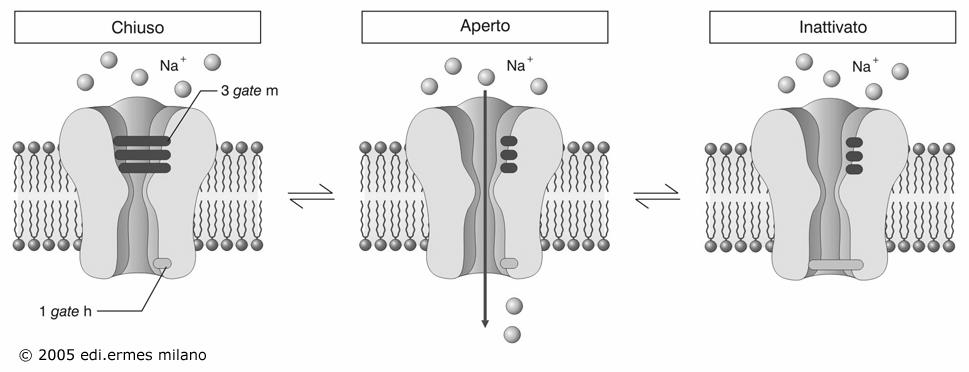 Il periodo di refrattarietà costringe il potenziale d azione a procedere in avanti (conduzione ortodromica).