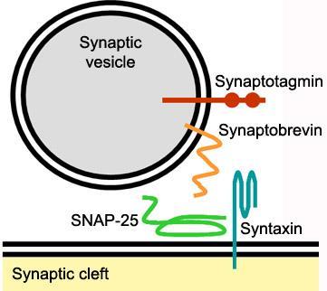 SNARES Le proteine SNARE sono coinvolte nei processi di fusione vescicolare.