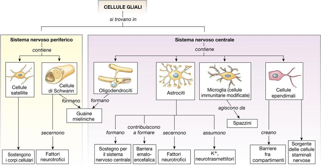 I diversi tipi di cellule gliali Le cellule della microglia eliminano per fagocitosi le cellule cerebrali morte e secernono molecole che regolano lo sviluppo di nuovi neuroni.