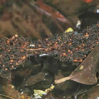 Tipologie di sistemi Un gruppo di formiche che usano il proprio corpo
