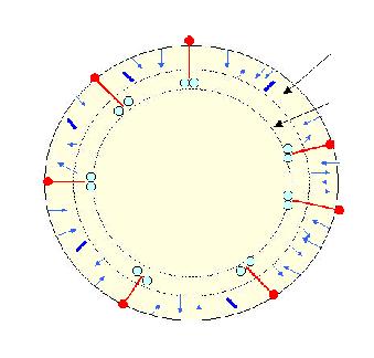 Principali componenti Lattosio: disaccaride tipico del latte, costituito da galattosio e glucosio.