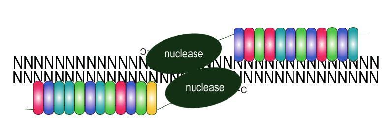 NUCLEASI