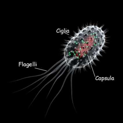 I batteri Possono essere visti al microscopio ottico con gli ingrandimenti maggiori perché misurano pochi micron.