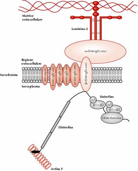 La distrofina e le proteine ad essa associate formano un ponte tra citoscheletro interno e la matrice extracellulare per impedire fratture del sarcolemma indotte da sforzo