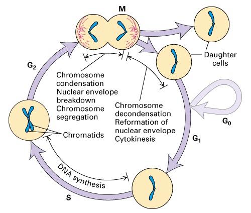 13.1 The cell cycle is an ordered series of events leading to the replication