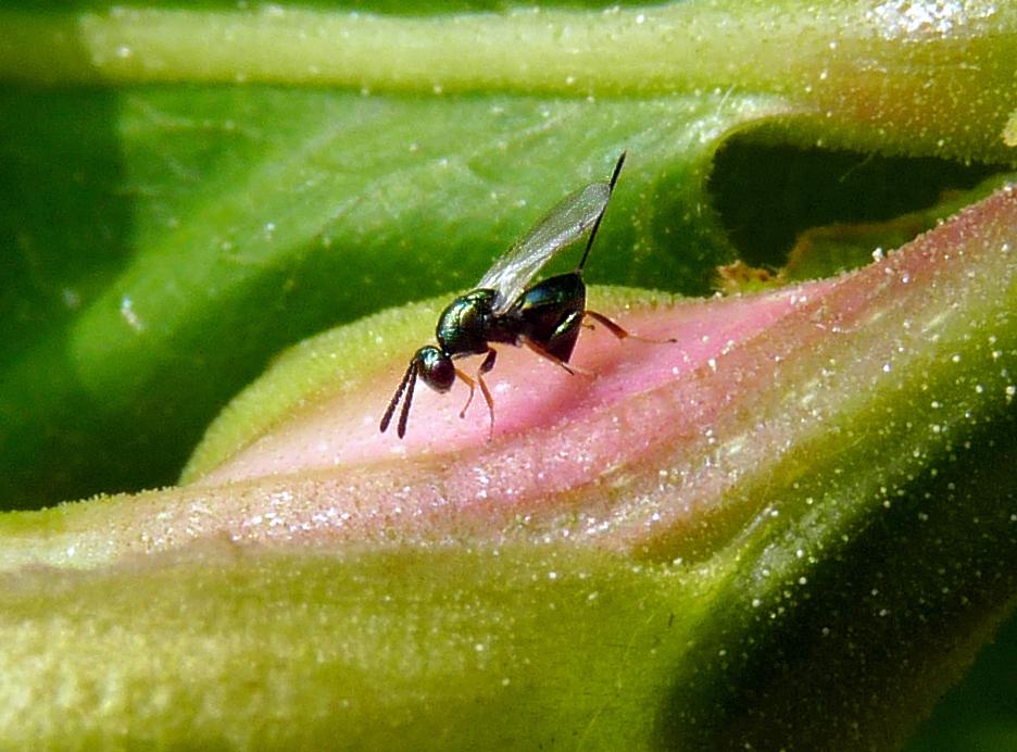 2 19 marzo 2015 Le popolazioni sono costituite solo da femmine partenogenetiche, che compiono una sola generazione/anno.