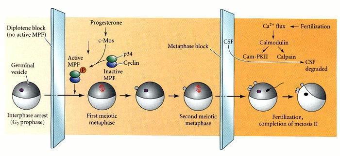 Maturazione dell ovocita nell anfibio (Xenopus) - regolazione della meiosi da parte di progesterone e fecondazione Gonadotropine dall ipofisi Ovulazione Oocyte maturation is blocked in the diplotene