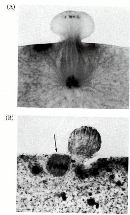 La meiosi oogenetica differisce dalla meiosi spermatogenetica nei modi Oocita I