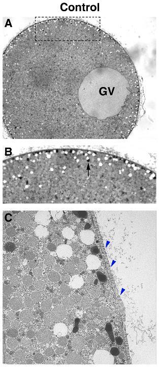 actina globulare, i GRANULI CORTICALI (vescicole derivate dal Golgi contenenti enzimi idrolitici, mucopolisaccaridi, glicoproteine di