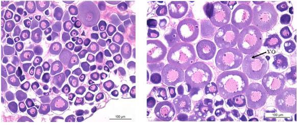 veicolata dal sangue, attraversa le cellule follicolari.