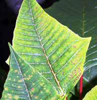 tecnico alla valutazione qualitativa del materiale vegetale impiegato nei cantieri, Fitotossicità su poinsettia danneggiata da irrorazioni scorrette diagnostica rapida di campo (diagnosi sintomatica)