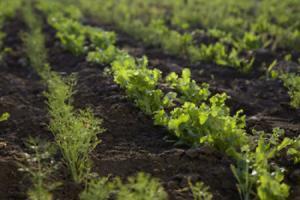 La produzione di alimenti biologici trasformati si basa sui seguenti principi specifici: produrre alimenti biologici composti di ingredienti provenienti dall agricoltura biologica, tranne qualora un