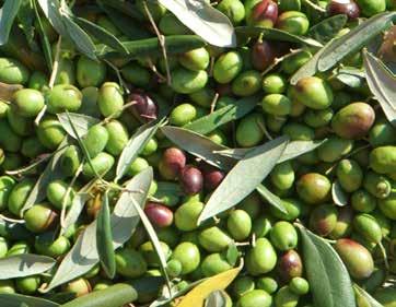 La nuova scheda introduce due parametri oggettivi rappresentati dalla valutazione del fruttato di oliva e degli eventuali difetti organolettici. Le modifiche più salienti apportate dal Reg.