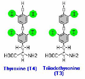 Ruolo fisiologico dello iodio Lo iodio è un elemento essenziale essendo indispensabile per la sintesi degli ormoni tiroidei : 3,5,3,5 tetraiodotironina (T4 o tiroxina), 3,5,3 triiodotironina (T3) Gli