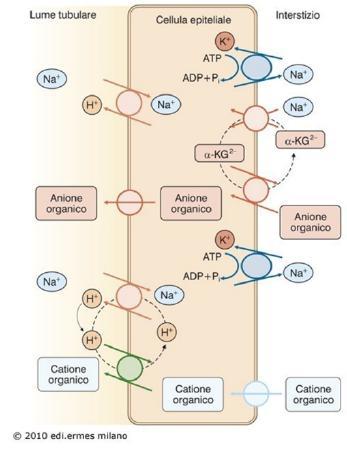 bisogna tener conto che attraverso questo meccanismo si può avere un accumulo del farmaco all interno del plasma.