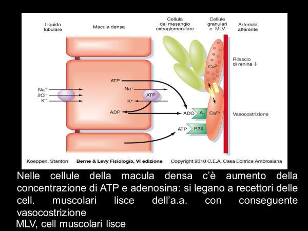 RISPOSTA: variazione del tono dell arteriola afferente e la produzione di renina Nelle cellule della macula densa c è un aumento della concentrazione di ATP e di adenosina a seguito dell attività del