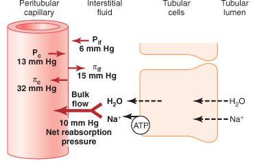 Riassorbimento Dipende nella maggior parte dei casi dalla differenza di concentrazione del Na tra il lume tubulare e l interno della cellula: all interno della cellula infatti la concentrazione di Na