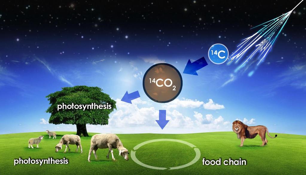 Principio delle datazioni col 14C Perciò, tutti gli organismi viventi, finché
