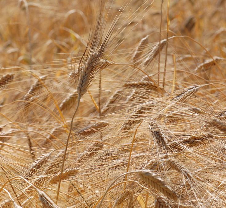 Cereali biologici di qualità Scelta varietale ed interventi agronomici per il miglioramento