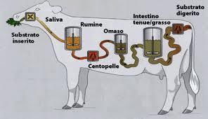 Digeribilità Potenziale delle biomasse in entrata ci dà il valore delle stesse