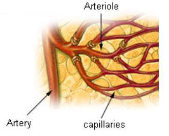 Il diametro delle arterie diminuisce man mano che si allontanano