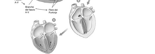 I setti cartilaginei tra atri e ventricoli impediscono il trasferimento diretto dell impulso tra atri e ventricoli.