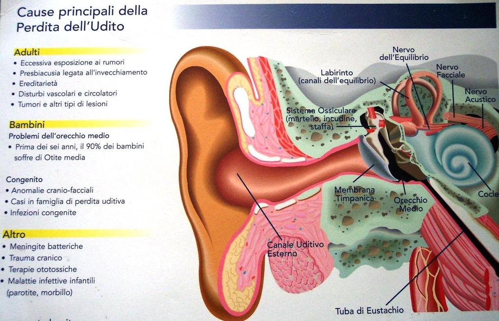 Effetti del rumore sulle persone Non esiste nessuna difesa naturale contro il rumore; esso infatti può distruggere le cellule ciliate in maniera lenta ma irreversibile, per cui l orecchio non è più