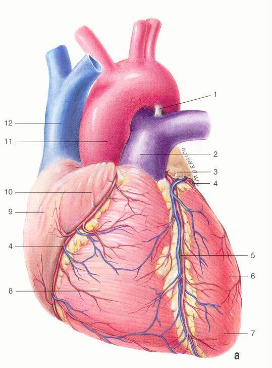 IL CUORE Definizione: organo centrale dell apparato circolatorio, che fa scorrere il sangue all interno dei vasi sanguigni con le sue contrazioni ritmiche.