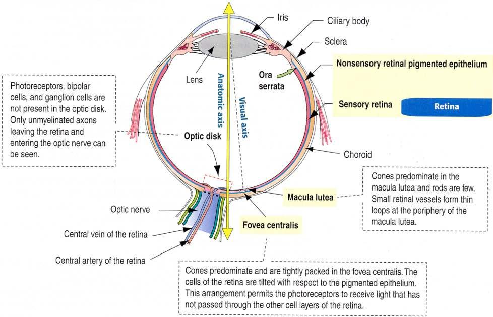 Retina Immagine tratta da: Hystology and Cell