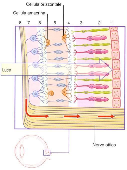 Retina Immagine tratta da: Neuroanatomia, Fitzgerald,