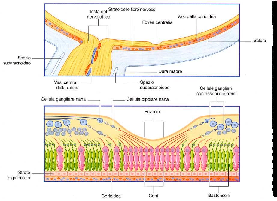 Fovea 350 µm 1,5 mm Immagine tratta da: Neuroanatomia,