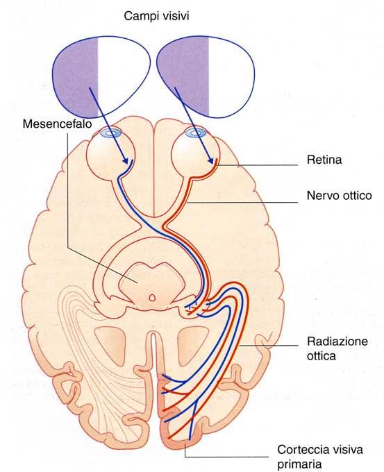 Immagine tratta da: Neuroanatomia, Fitzgerald,