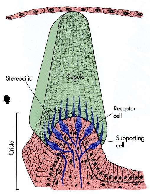 Immagine tratta da: The Human Brain, J.