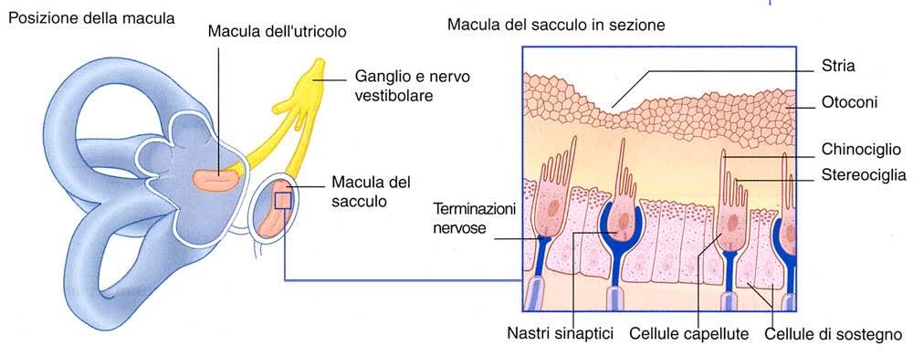 Immagine tratta da: Neuroanatomia, Fitzgerald,