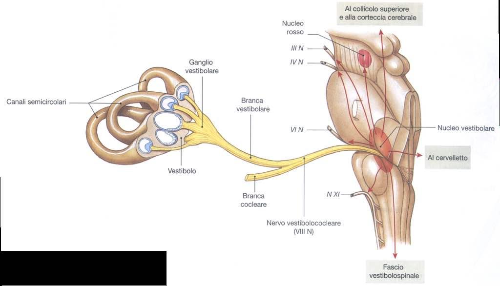 Immagine tratta da: Anatomia Umana,