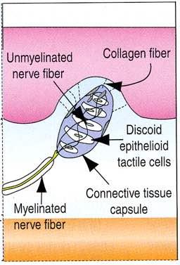 Terminazioni nervose incapsulate Epidermide Derma Ipoderma Corpuscoli del Pacini, strutture ovoidali che si trovano nel derma e nell ipoderma,