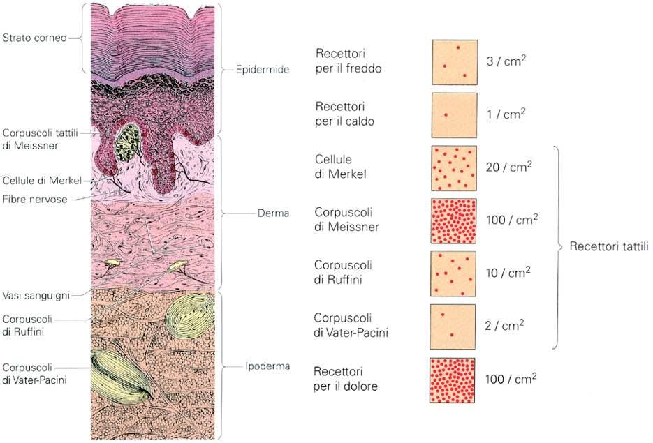 Immagine tratta da: Anatomia e Fisiologia dell