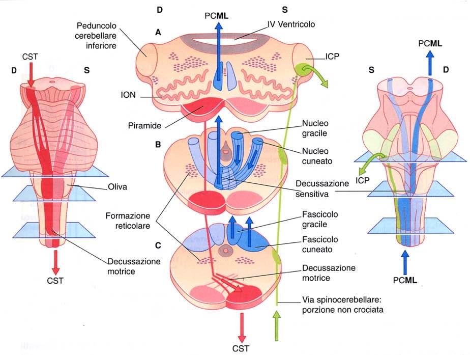 Immagine tratta da: Neuroanatomia, Fitzgerald,