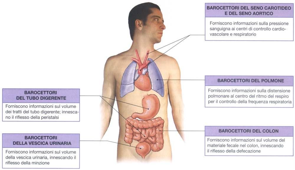 I barocettori Immagine tratta da: Anatomia Umana,