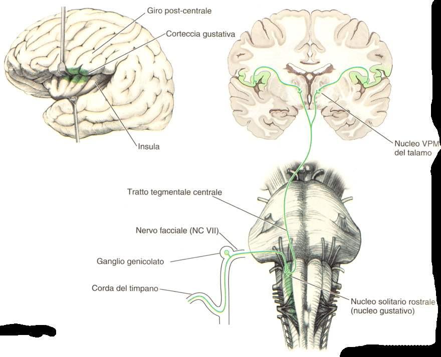 Immagine tratta da: Neiroanatomia