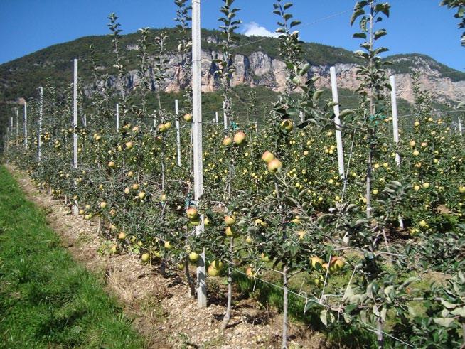 Nel 2009 e 2010, secondo e terzo anno di trattamento con Bio Aksxter, sono stati completamente raggiunti gli obbiettivi prefissati nei confronti degli Scopazzi del melo: la